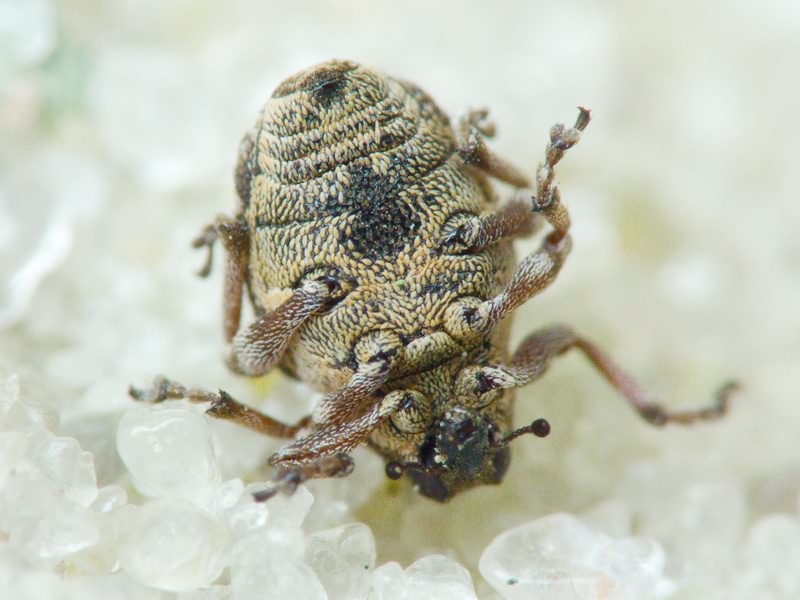 Rhinoncus pericarpius (Linnaeus, 1758)